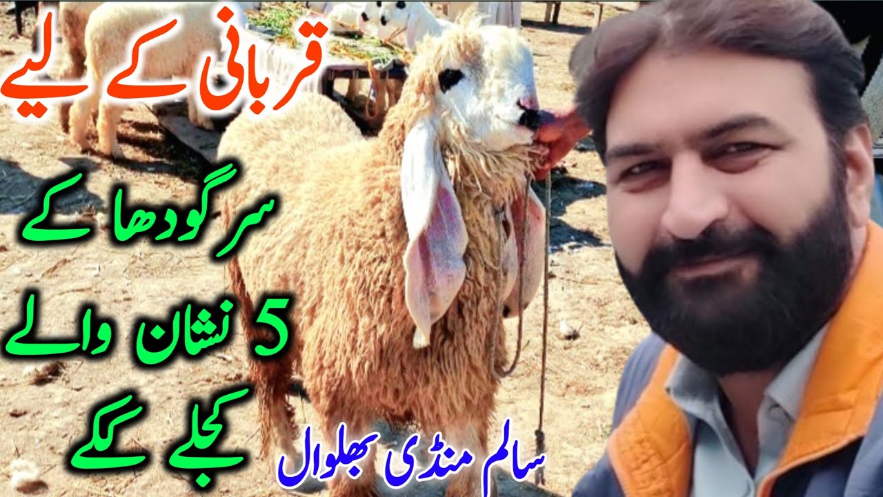 Kajle Kakke Sheeps Lele From Sargodha Khushab | 5 Neshan Wale || Mandi Star
