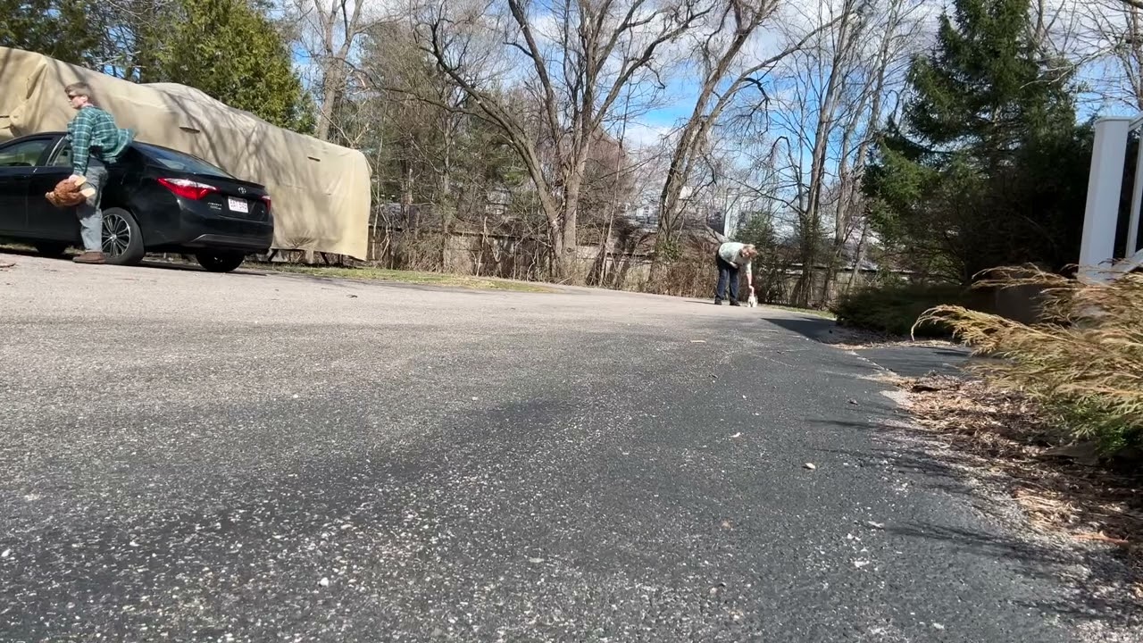 High Jump Drop Kick Murphy Loose Leash Walking Practice at 10 Weeks