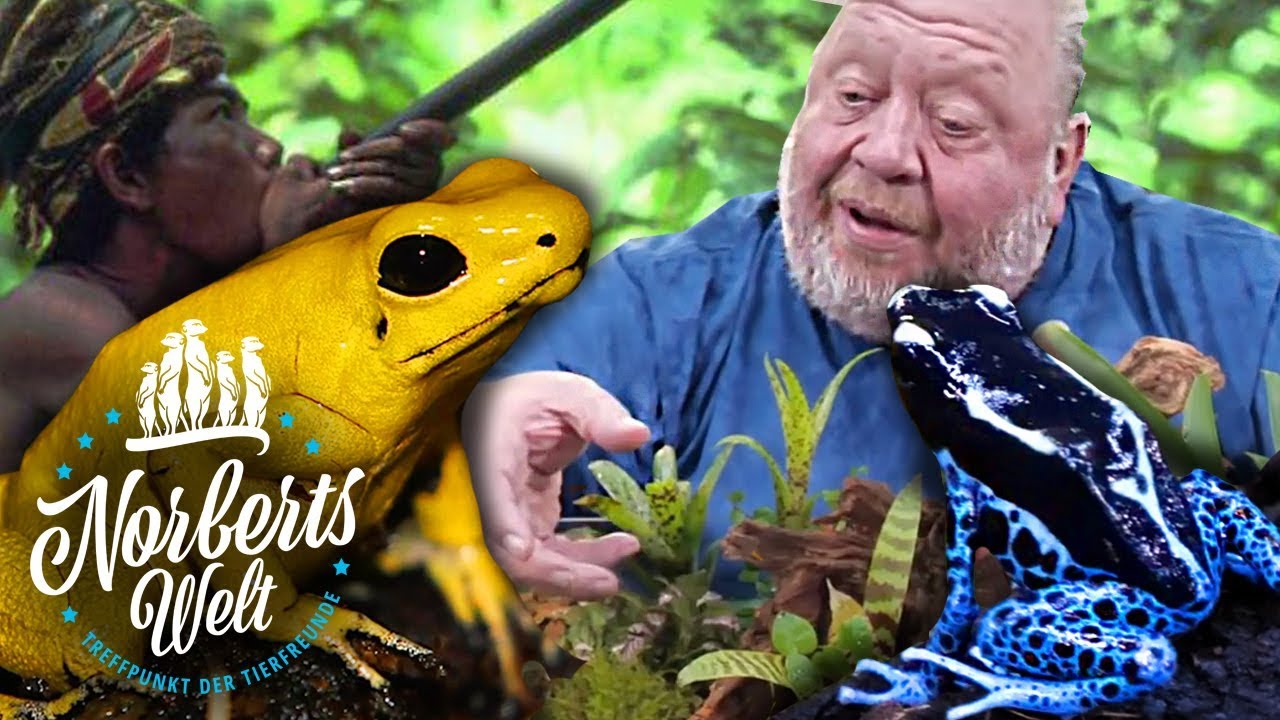 T&Ouml;DLICHER PFEILGIFTFROSCH | WIE WIRD DAS PFEILGIFT GEWONNEN | NORBERTS WELT | Zoo Zajac