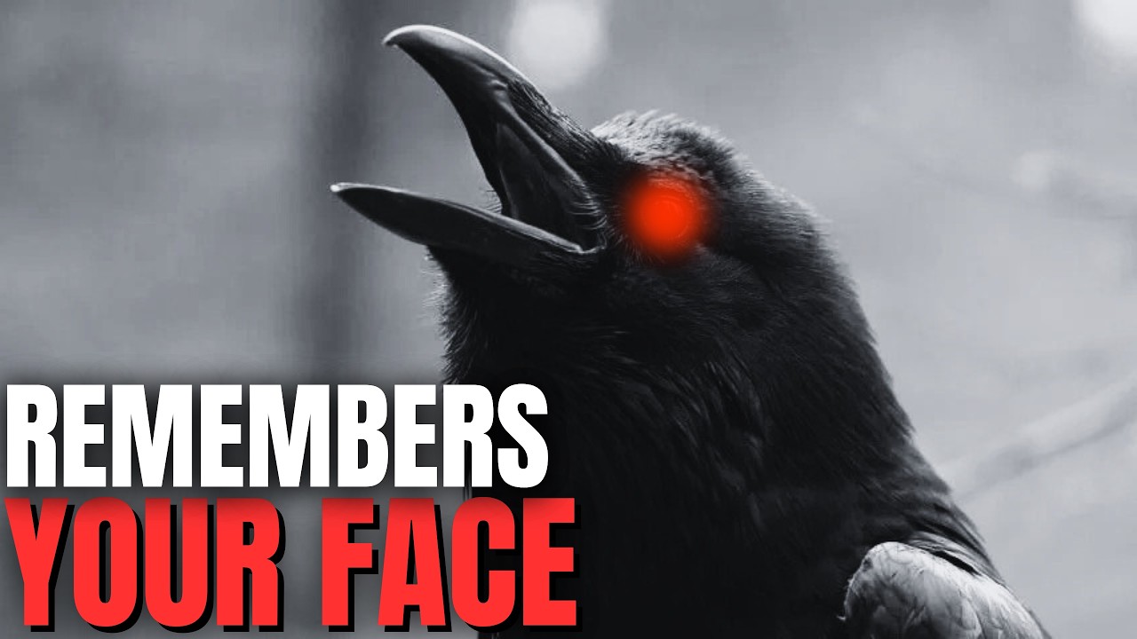 Nothing About Crows Is Normal... Here's Why