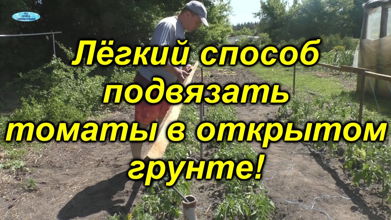Подвязывание низкорослых томатов[самый простой и лёгкий способ].