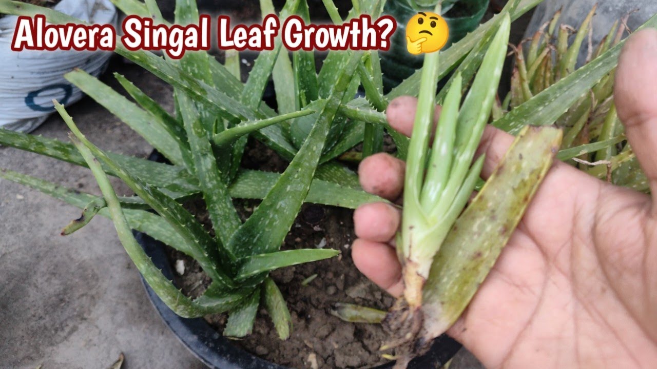 Alovera Singal Leaf Growth 2026 02 13 17 40 23