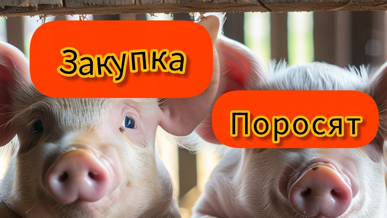 ЦІНА ПОРОСЯТ, НАЯВНІСТЬ ПЕРЕВИЩУЄ ПОПИТ