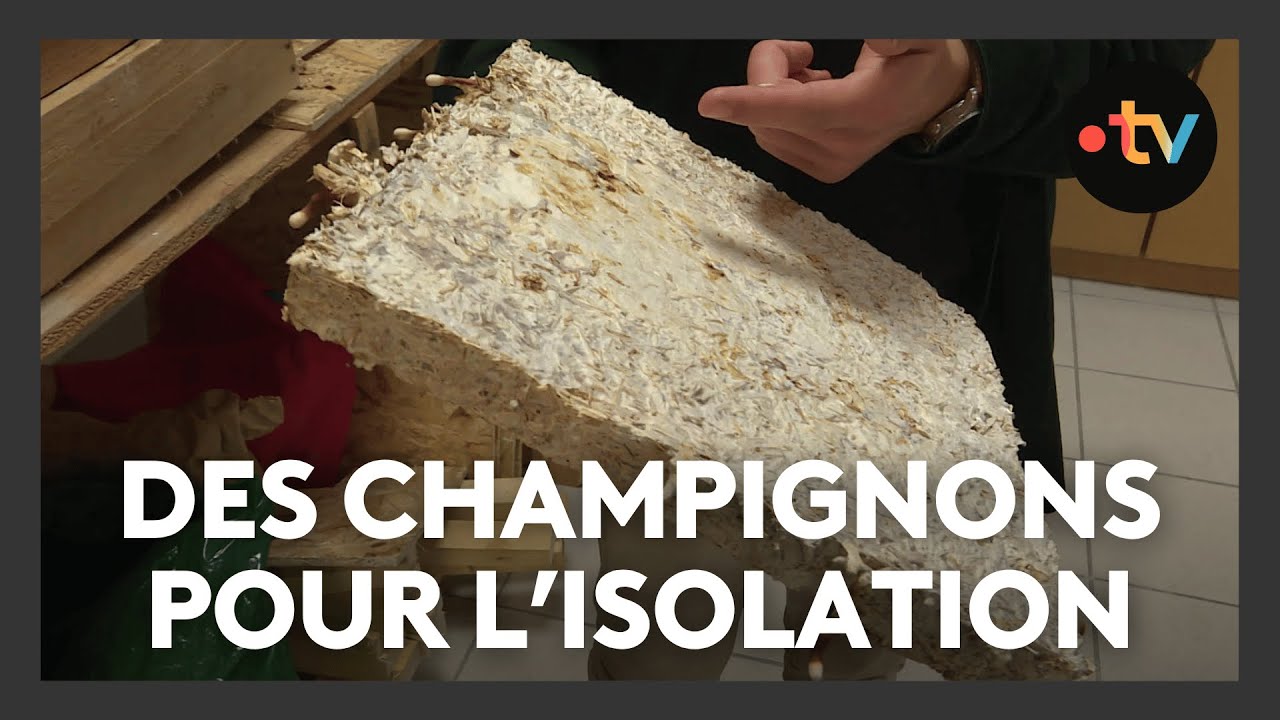 Des champignons et du chanvre pour fabriquer des panneaux thermique et acoustique
