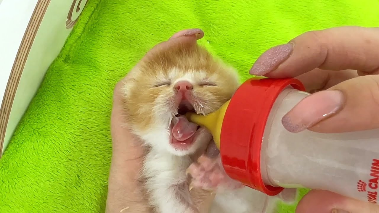 Маминого кошачьего молока недостаточно! Кормление из бутылочки шести голодных котят
