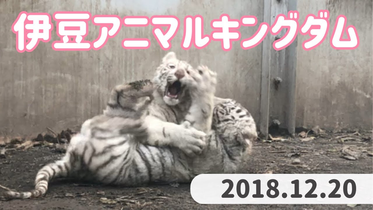 【思い出】2018年12月の伊豆アニマルキングダム