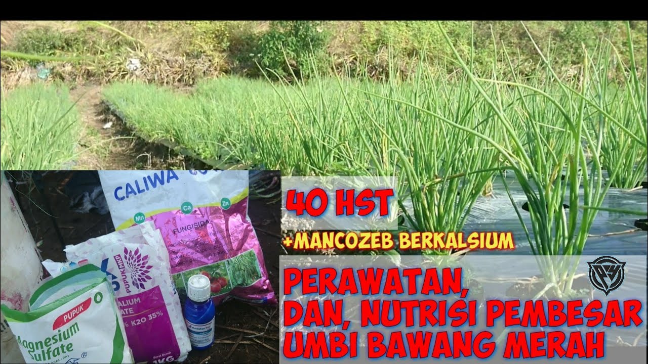 Perawatan & Nutrisi pembesar umbi BAWANG MERAH 40 HST|¦ petani youtubegu