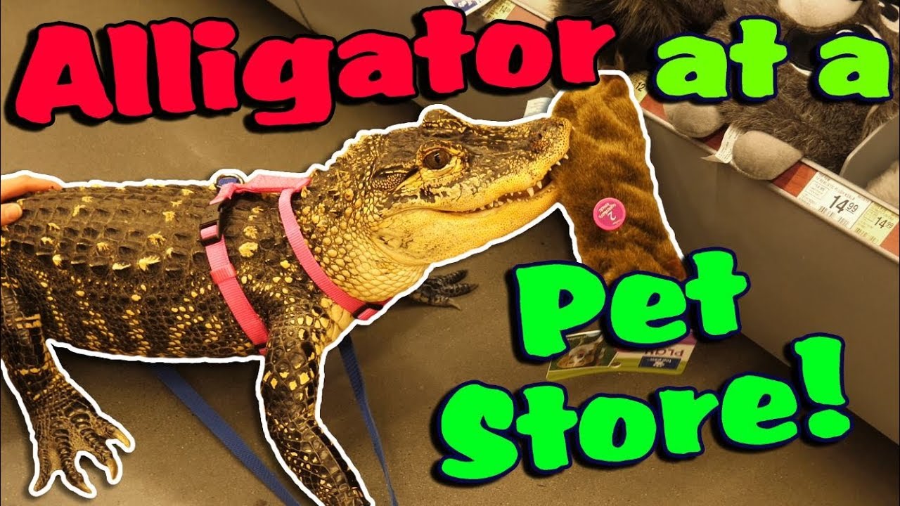My Alligator Picks out a New Toy at the Pet Store!