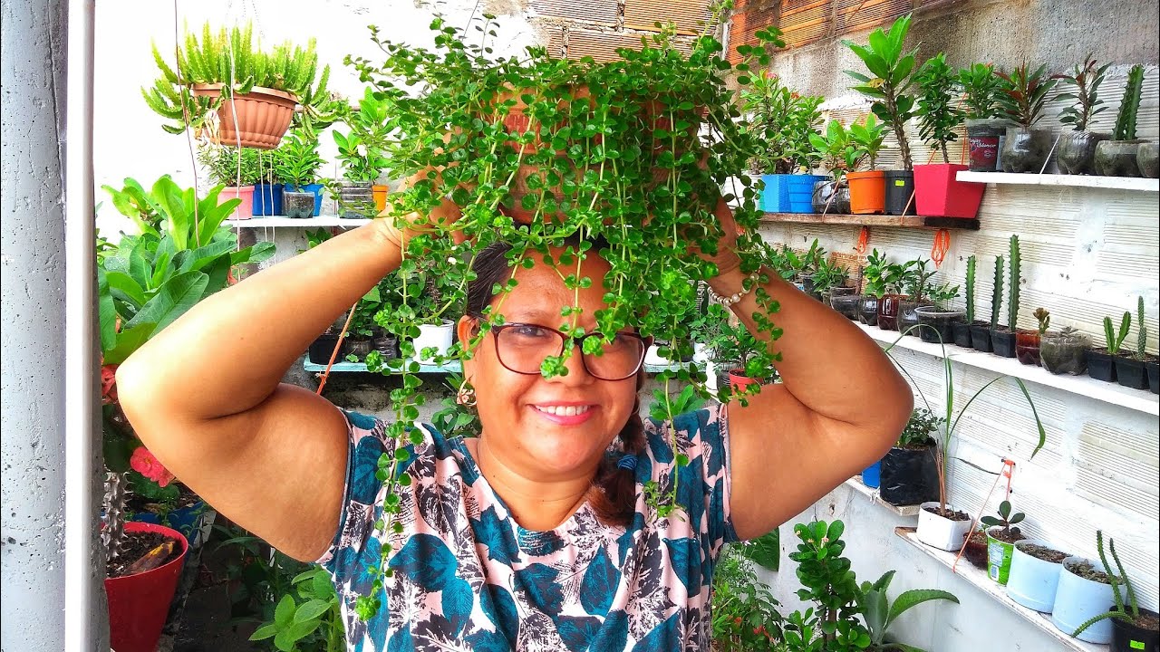 CUIDADOS DE LA PLANTA LÁGRIMAS DE ÁNGEL Y SU REPRODUCCIÓN