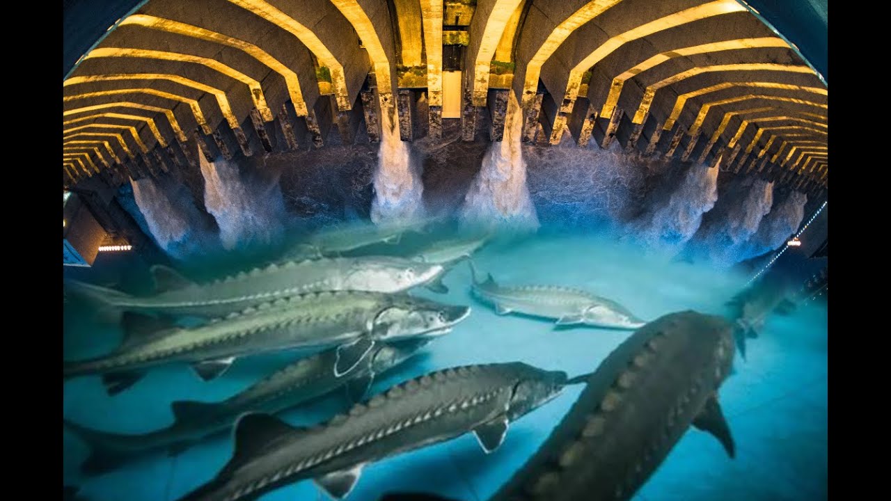 丹江口水庫10年禁漁，一年出魚1.5億斤，如今魚有多大了？