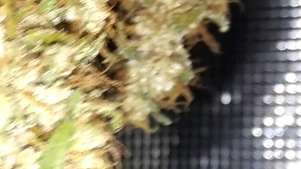 Check out the zoom in close up on these colas/ buds.