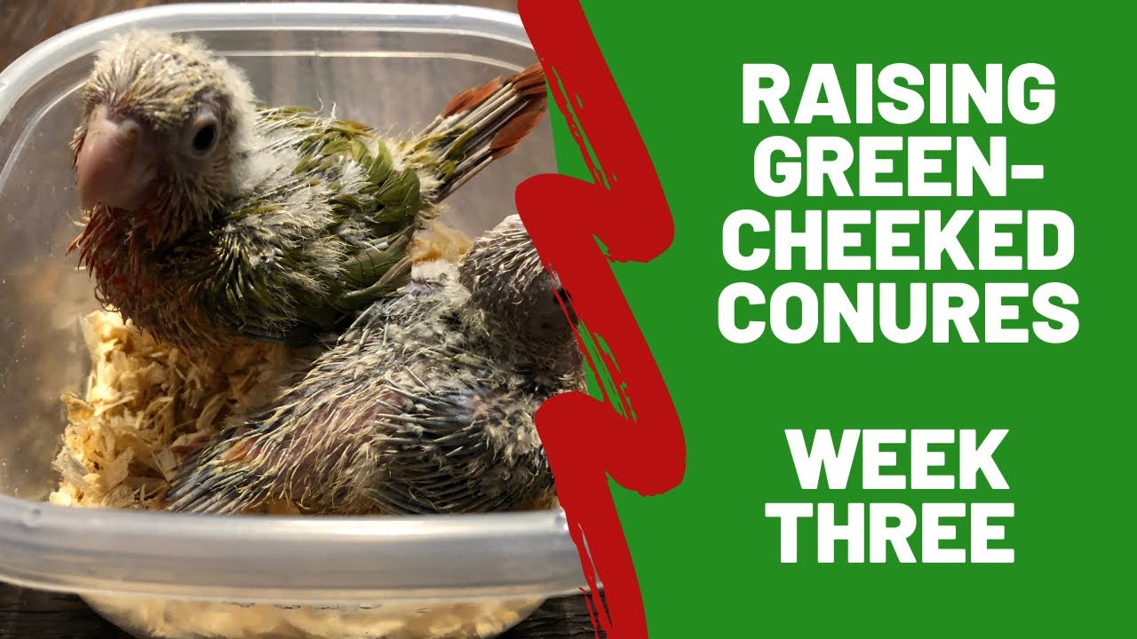 Hand Raising Green-cheeked Conures - Week 3
