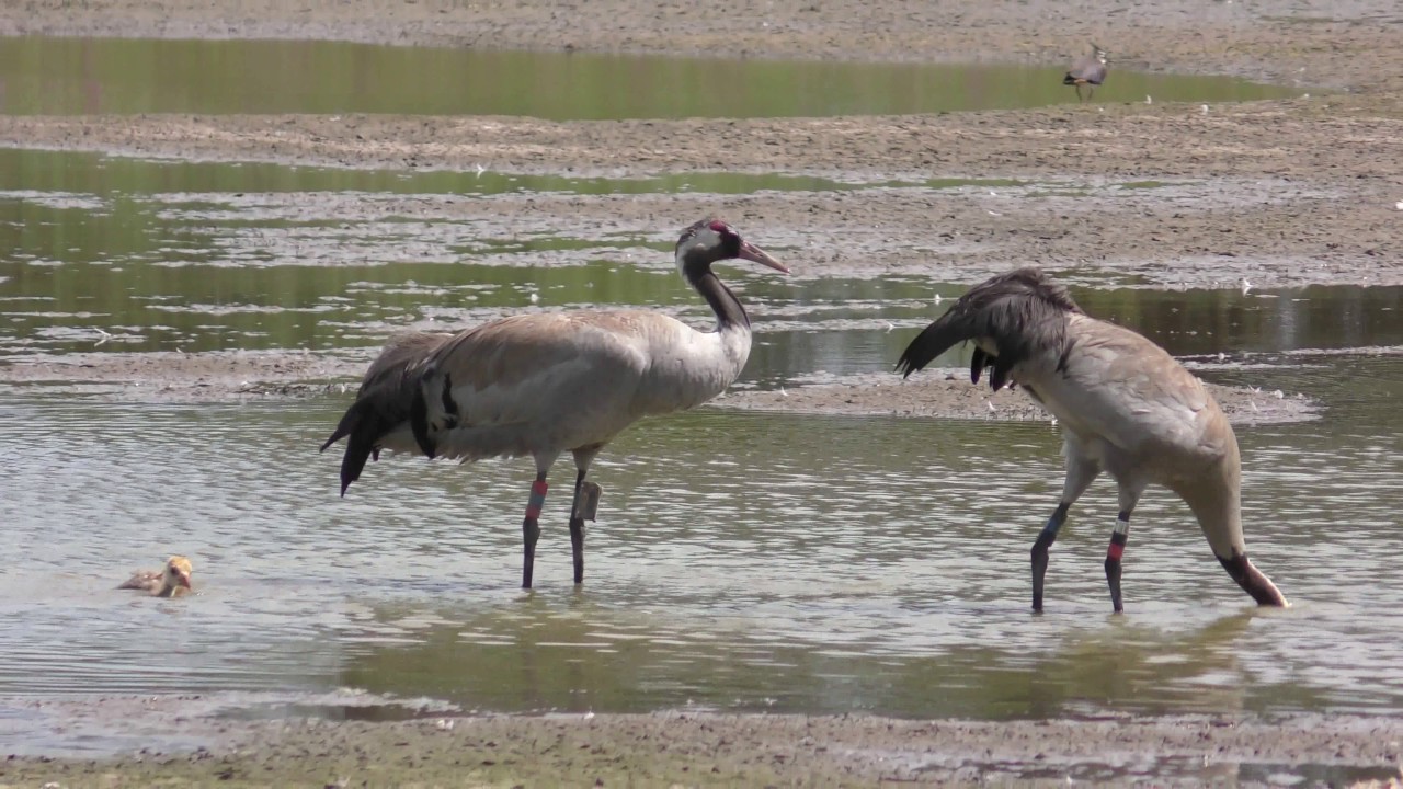 Wild Common Crane  