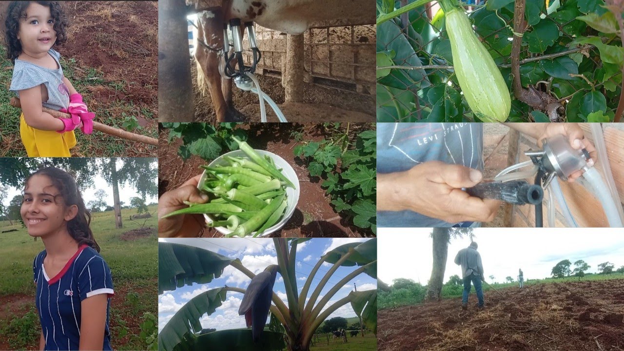 PLANTANDO MILHO/COLHEITA DE QUIABOS/TROCANDO OS INSUFLADORES/ PRIMEIRA ORDENHA DA KEITY🧑🏽‍🌾👩‍🌾🌽🐄🐮🙌🏽
