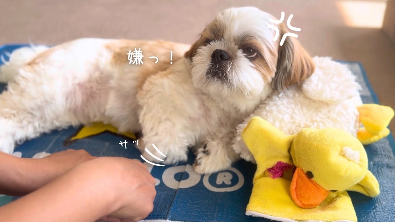 【シーズー】”チームおともだち”結成！！でイヤイヤちゃんからお利口ちゃんに大変身の巻！【犬Vlog】