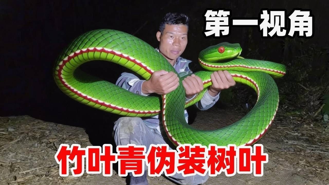 别把竹叶青当树叶！第一视角惊险遭遇！黄金 15 分钟自救必学！