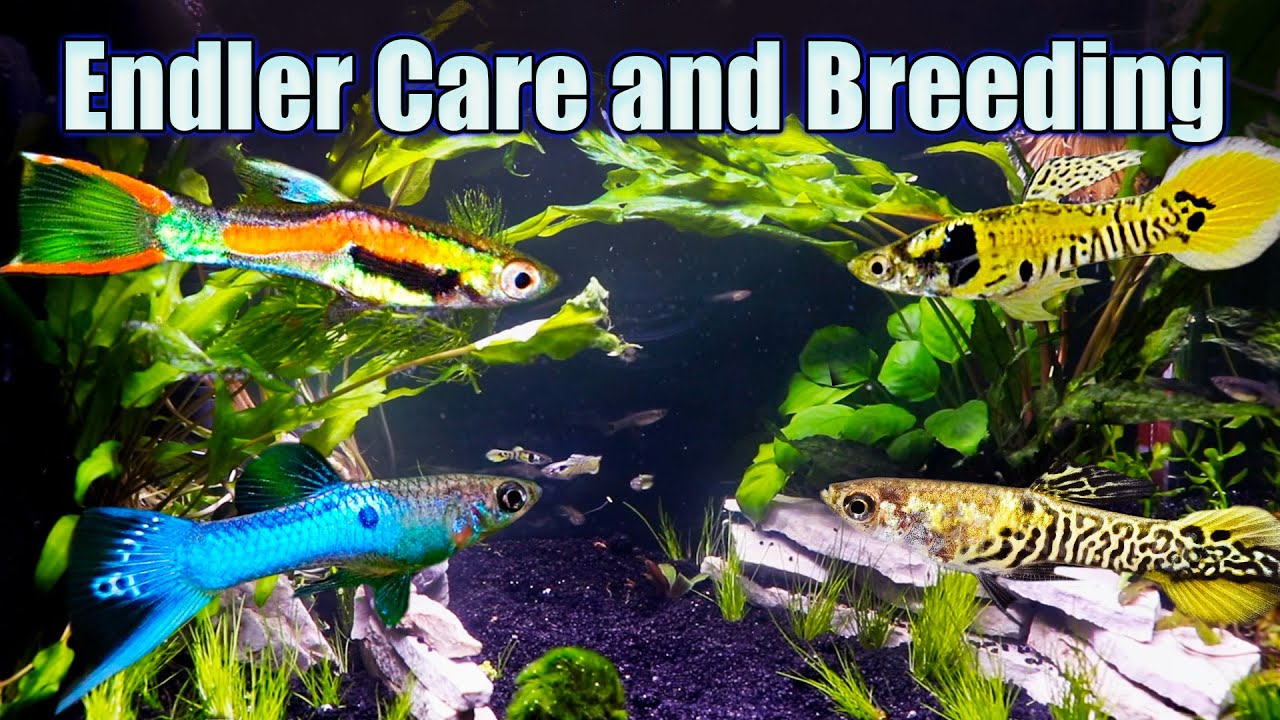 Endlers! Everything You Need to Know!
