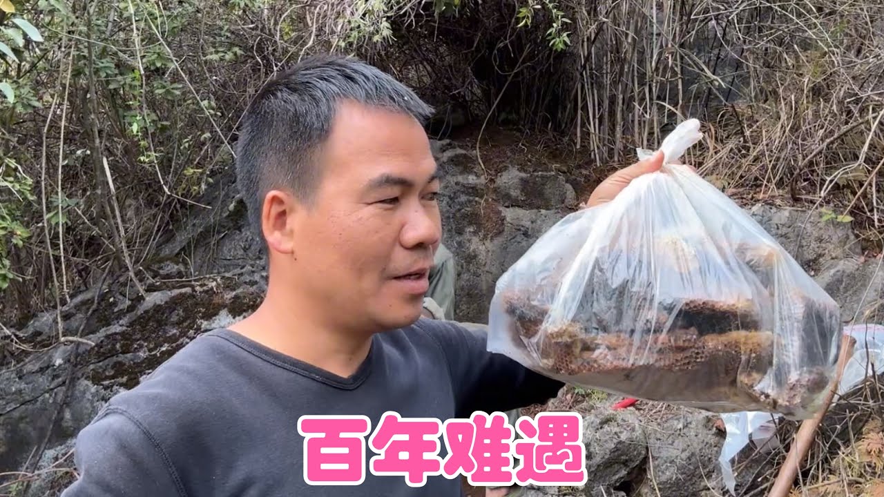 斌哥直说百年难遇，阿金掏的这窝野蜂蜜，被洞里的情况惊呆了