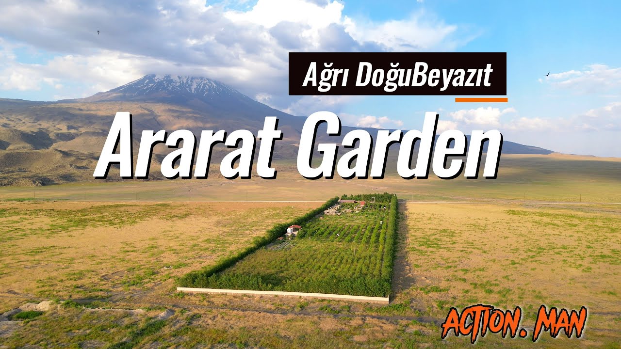 Ağrı Doğubeyazıtta Ararat Garden'da Kayısı Topluyoruz. Enfess (Action Man)