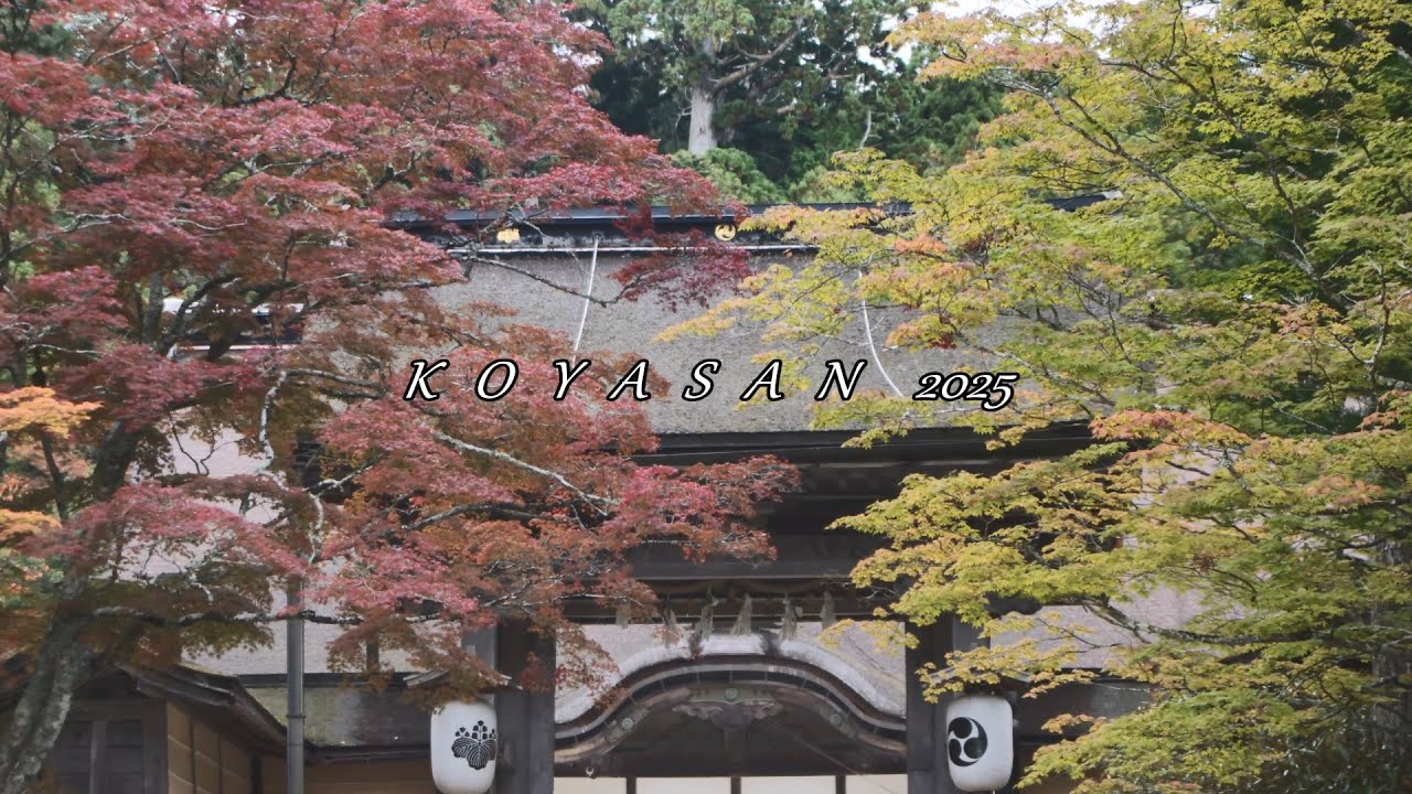 満開の紅葉の高野山 2025 紅葉と銀杏の落葉のカーペット