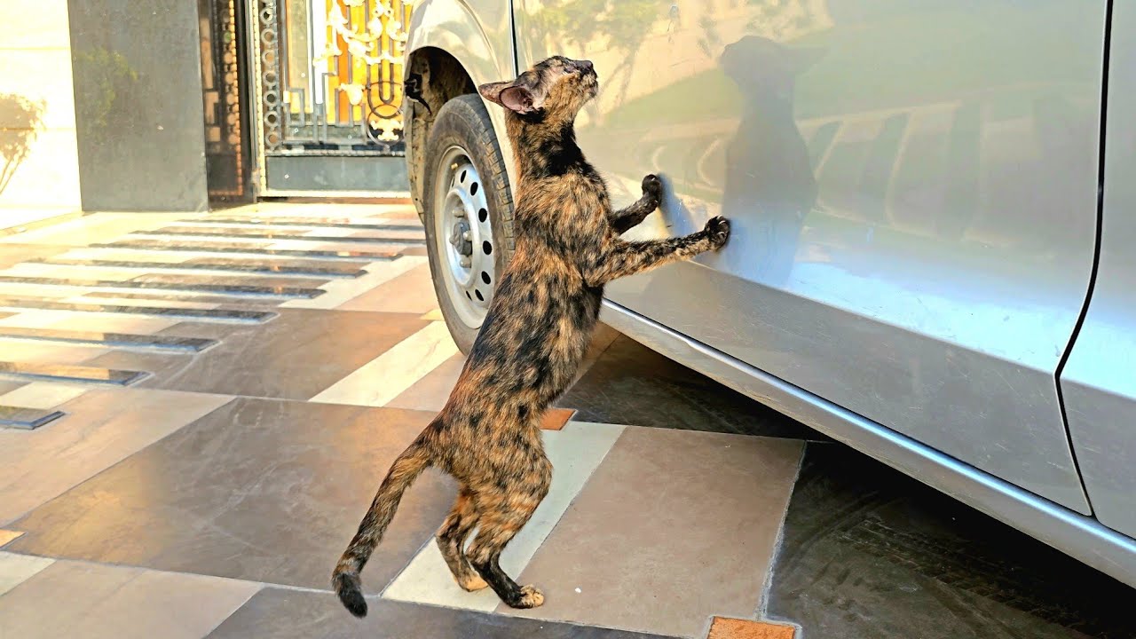 She Chose a Random Car for Her Kittens... And Found New Life