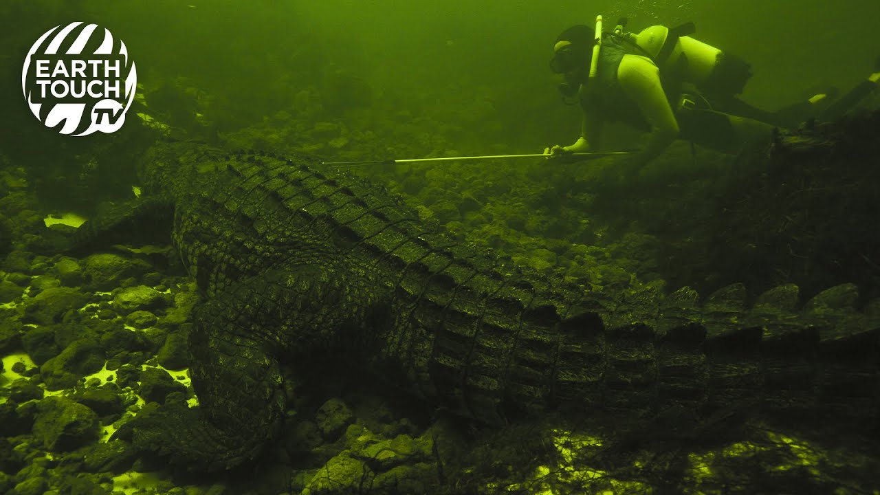 How well can crocodiles see underwater?