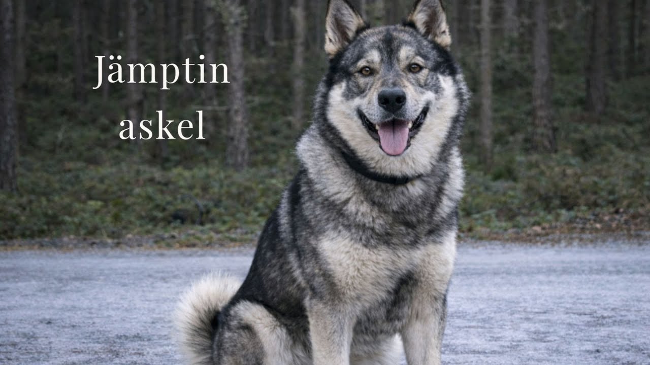 Jämptin askel – Hirvikoiran työ ilman kiirettä