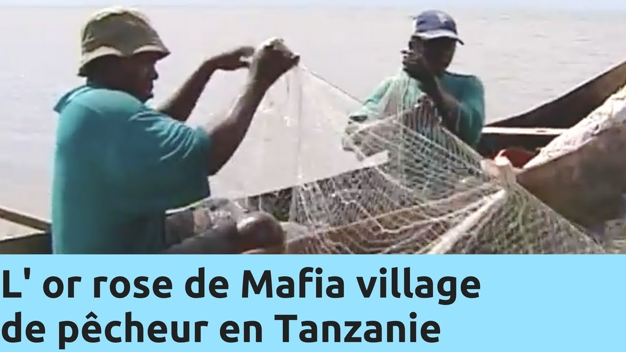L' or rose de Mafia village de pêcheur en Tanzanie - Thalassa Documentaire