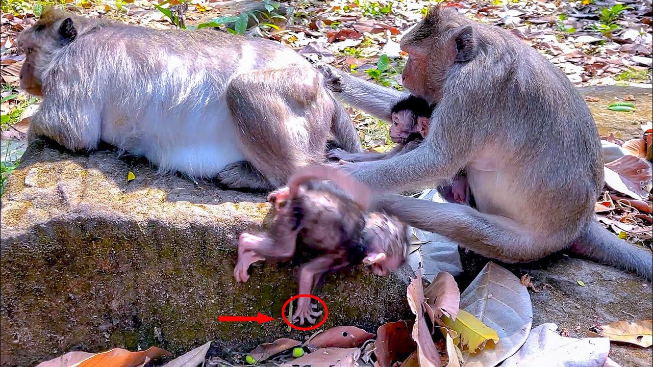 So Sad ! Newborn Baby Monkey falls from the stone that so pity and got don't care from his mother