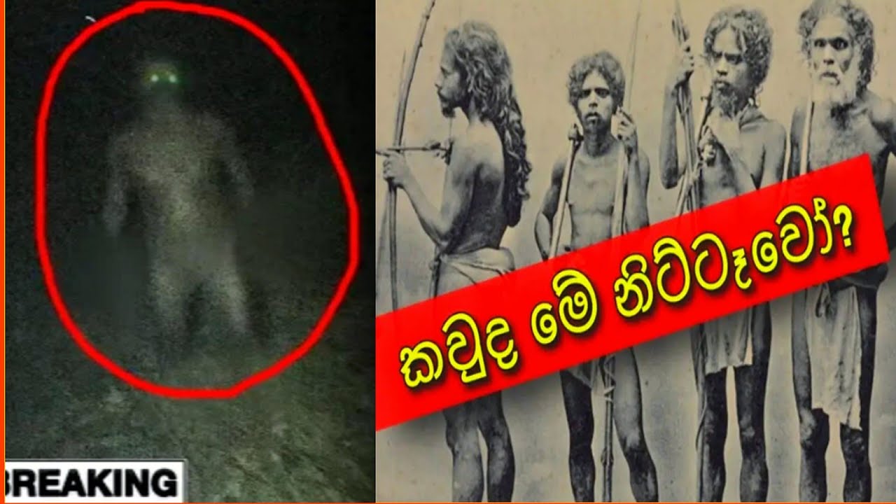 කවුද මේ නිට්ටෑවෝ ? / Nittawa  /Explained in sinhala /නිට්ටෑවා, hobbit man