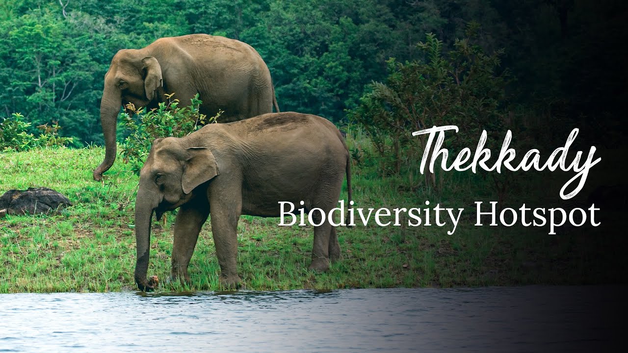 Thekkady | #BucketListDestinations | Kerala 365 | Kerala Tourism