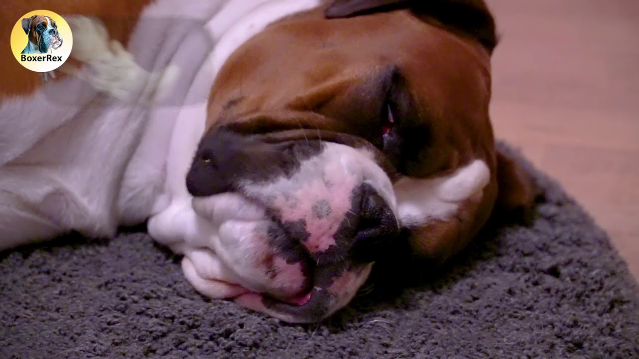 Funny Boxer Dog Dreaming Of ...  😂😂😂