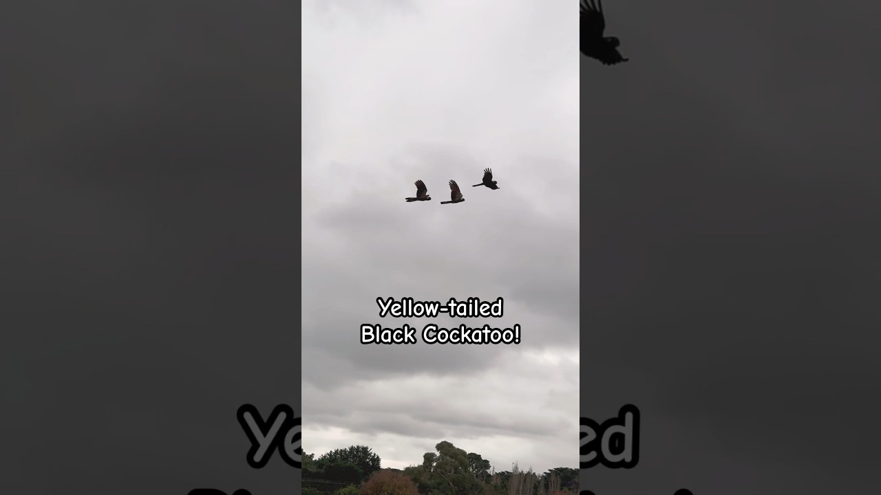 Mysterious Yellow Tailed Black Cockatoo Calls | Unbelievable!