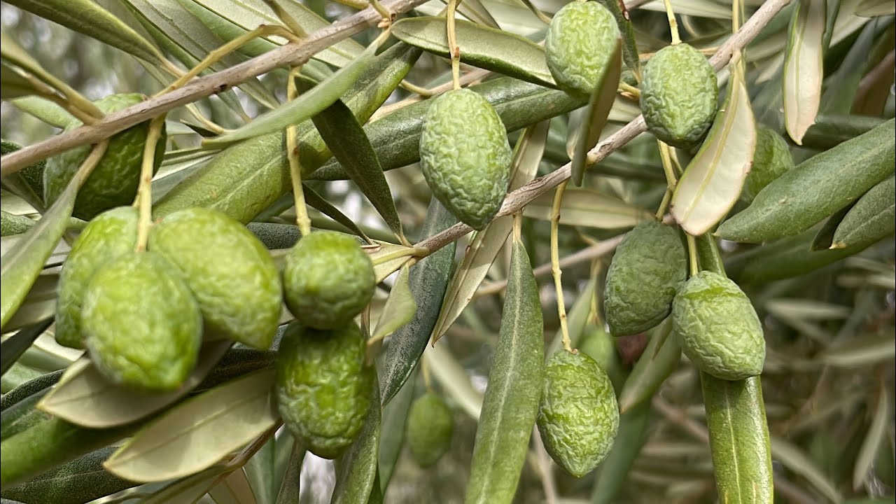 Ejemplo de olivar con estrés hídrico [OCTUBRE 2022]