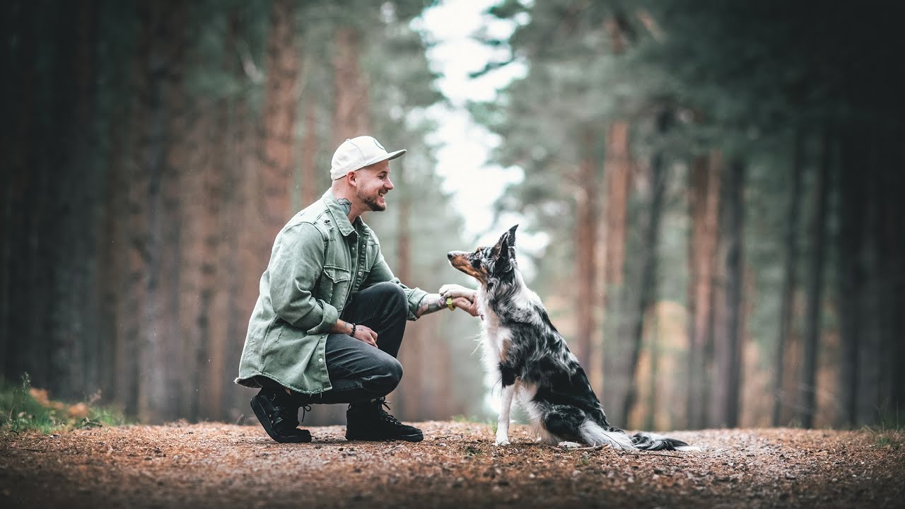JAK ROBIĆ ZDJĘCIA PIESKOM *Sita Border Collie*