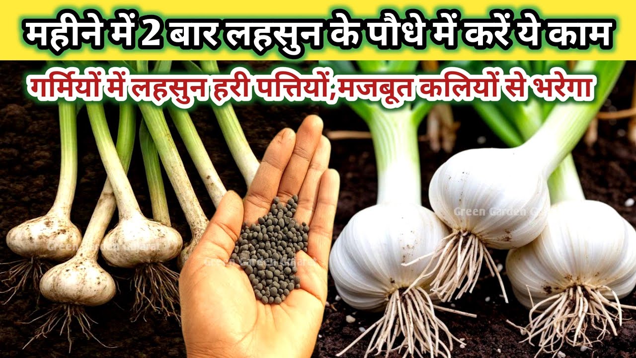 जनवरी में लहसुन के पौधे में करें 2 जरूरी काम. छोटा लहसुन का पौधा हरी पत्तियों और मोटी  कलियां बनाएगा