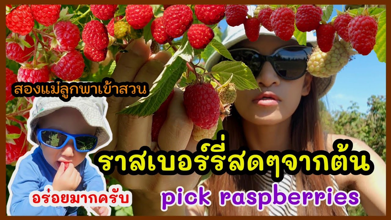 มาแล้วราสเบอร์รี่สุกแล้วค่ะ... น้องออสตินกินใหญ่เลย / สองแม่ลูกสนุกกันสองคน