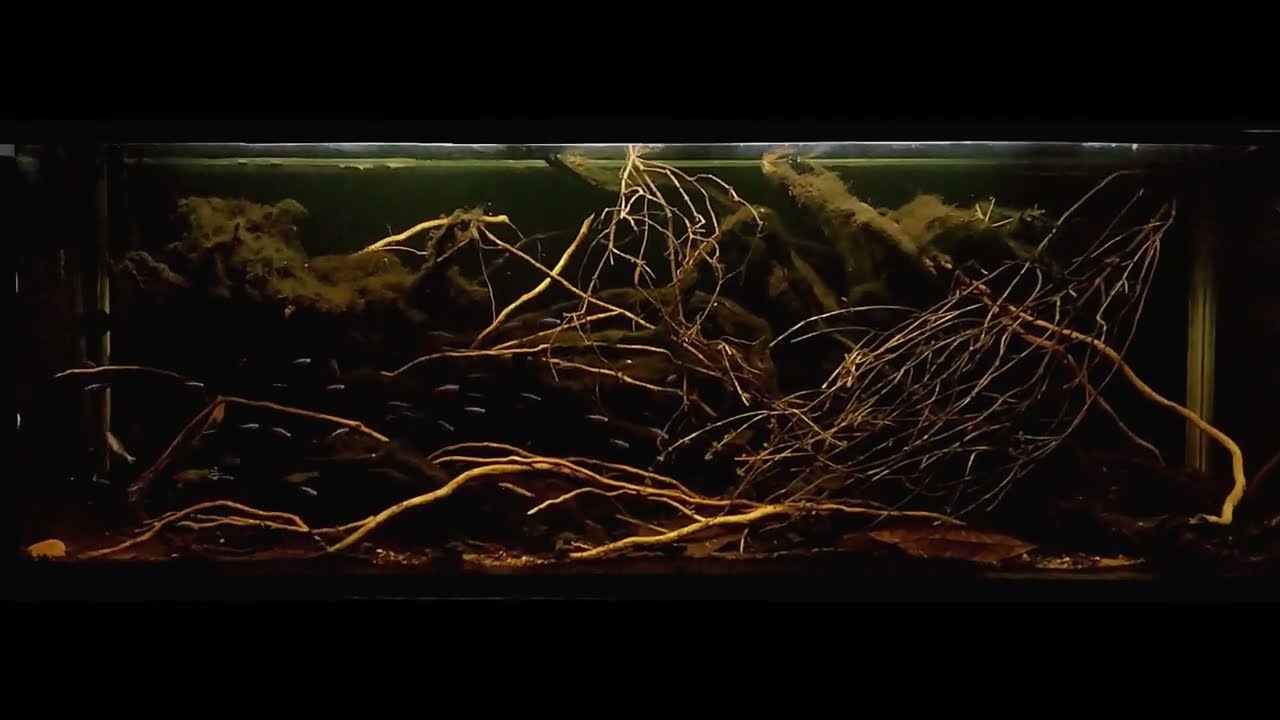 #BADC2022 / Forest creek near Barcelos, Tributary of Rio Negro, Amazonas, Brazil, 170 L