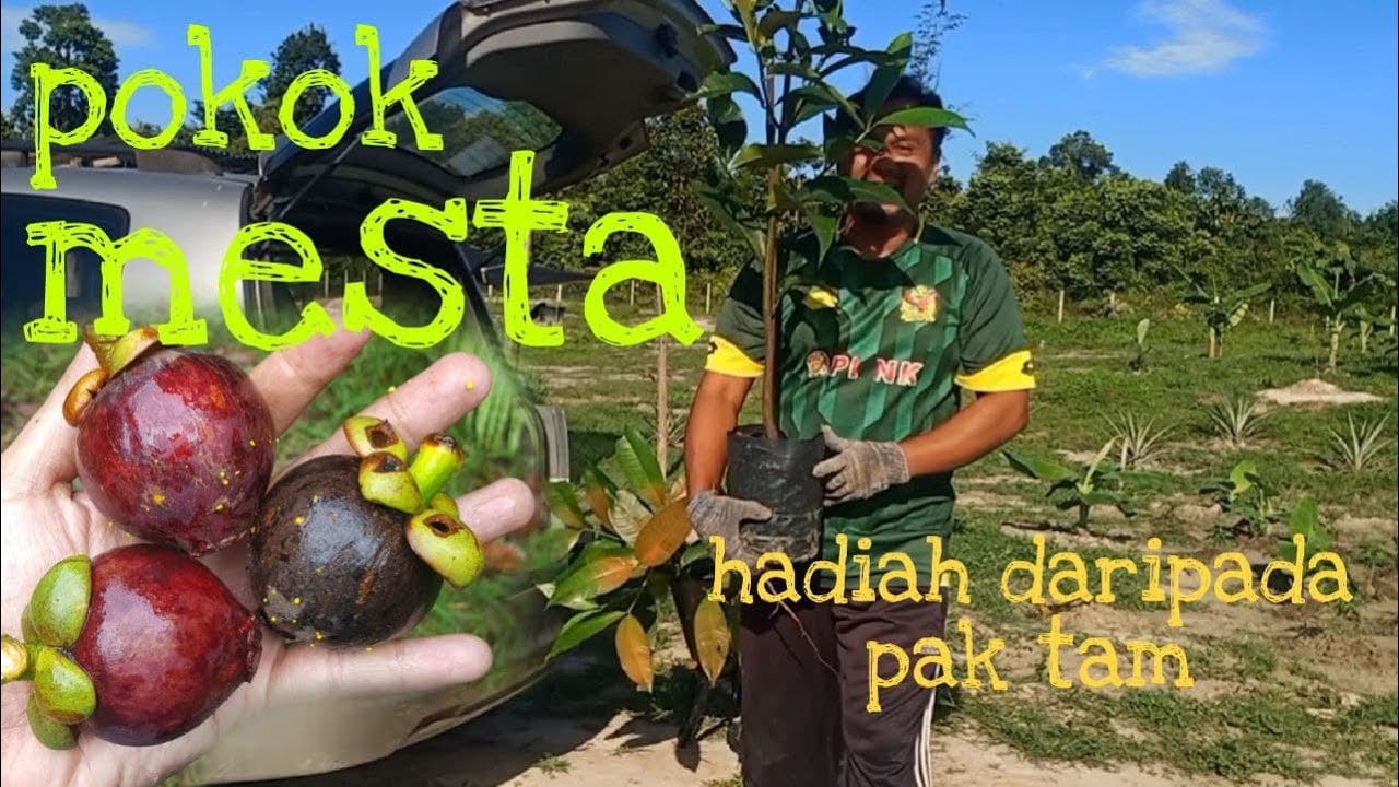 [Episod276] asalnya temerloh. seronok terima pokok mesta jambo, hadiah daripada kebun mini pak tam😍