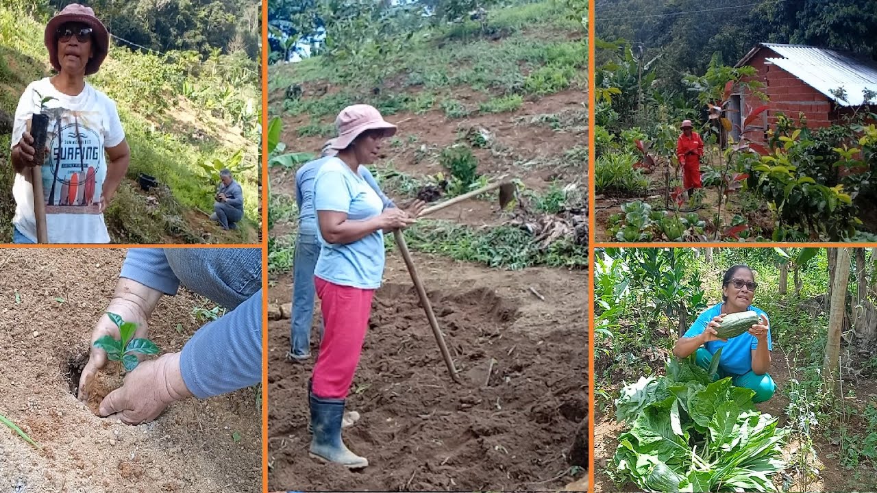 TRABALHANDO NO PLANTIO DO CAFÉ + CANTERIOS DE AÇAFRÃO E GENGIBRE + NOSSA LIDA NA ROÇA NÃO PARA.