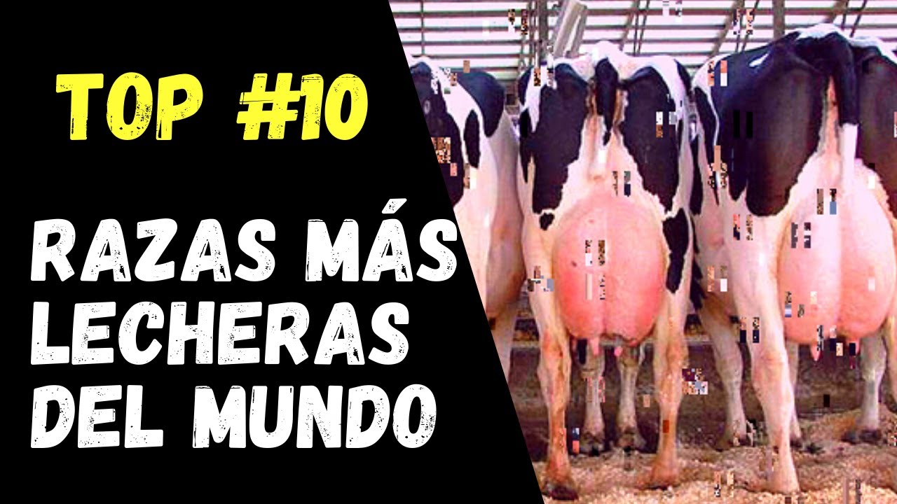 RAZAS DE VACAS MAS LECHERAS DEL MUNDO/TOP 10/GANADERIA LEYTON/RICHARD LEYTON