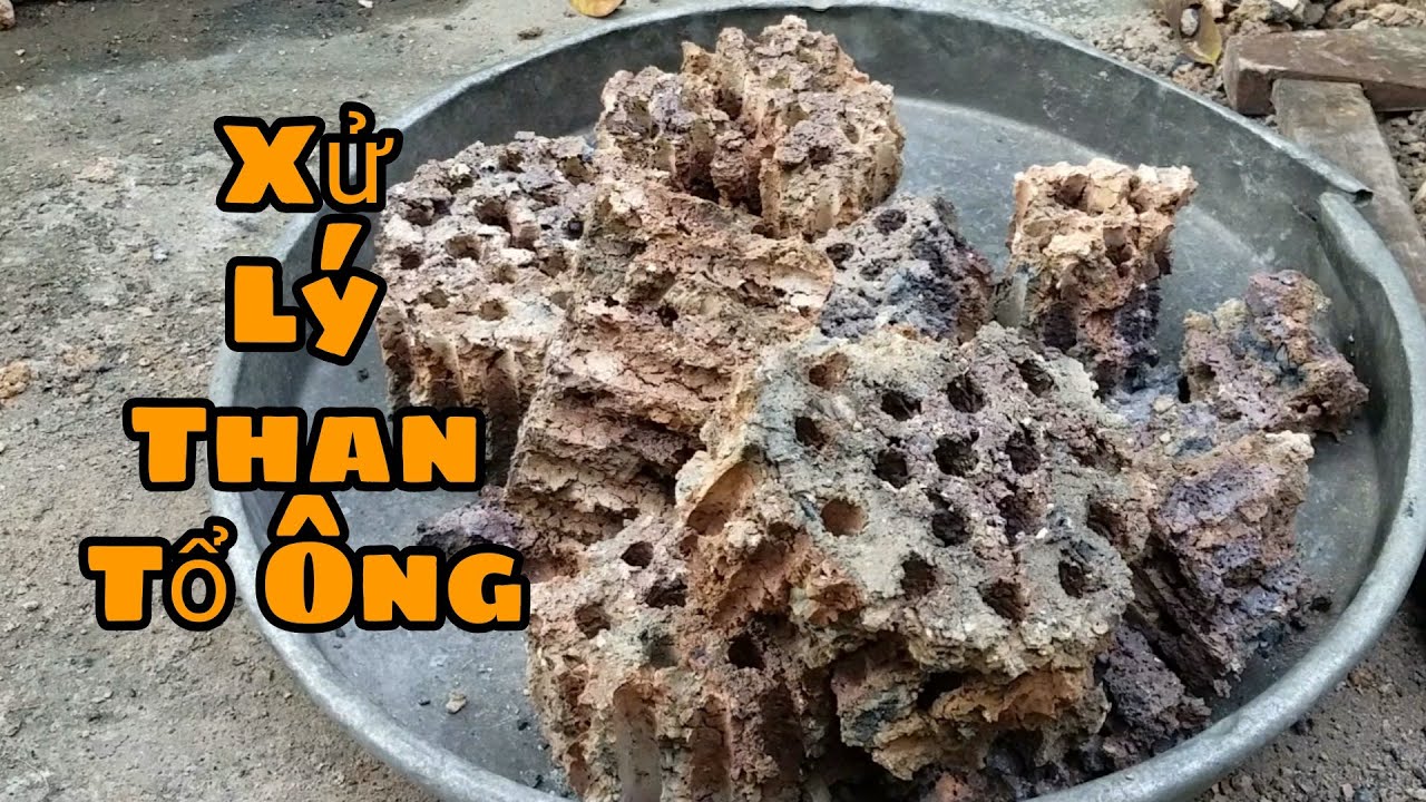 Cách xử lý than tổ ông để nuôi cá | Vật dụng lọc nước nuôi cá ngon bổ rẻ | Guppy cu chi | cu chi tv