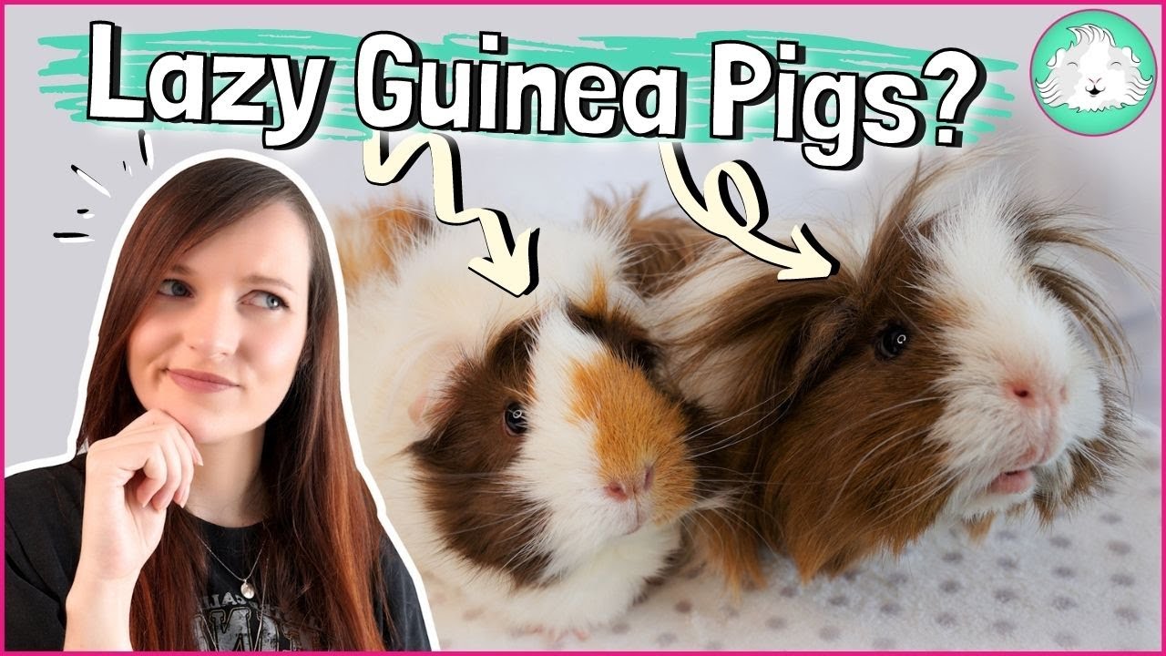 10 Tips to Keep Your Lazy Guinea Pigs Entertained! Simple, Fun and Easy Boredom Breakers!