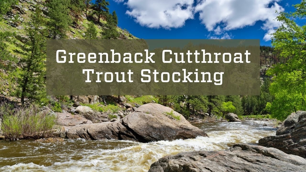 Roaring Creek Greenback Cutthroat Trout Stocking