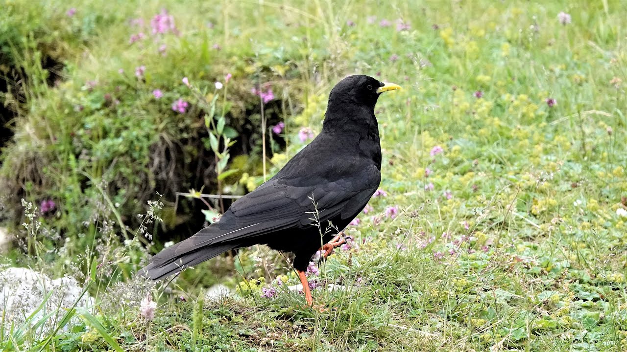 Alpendohle