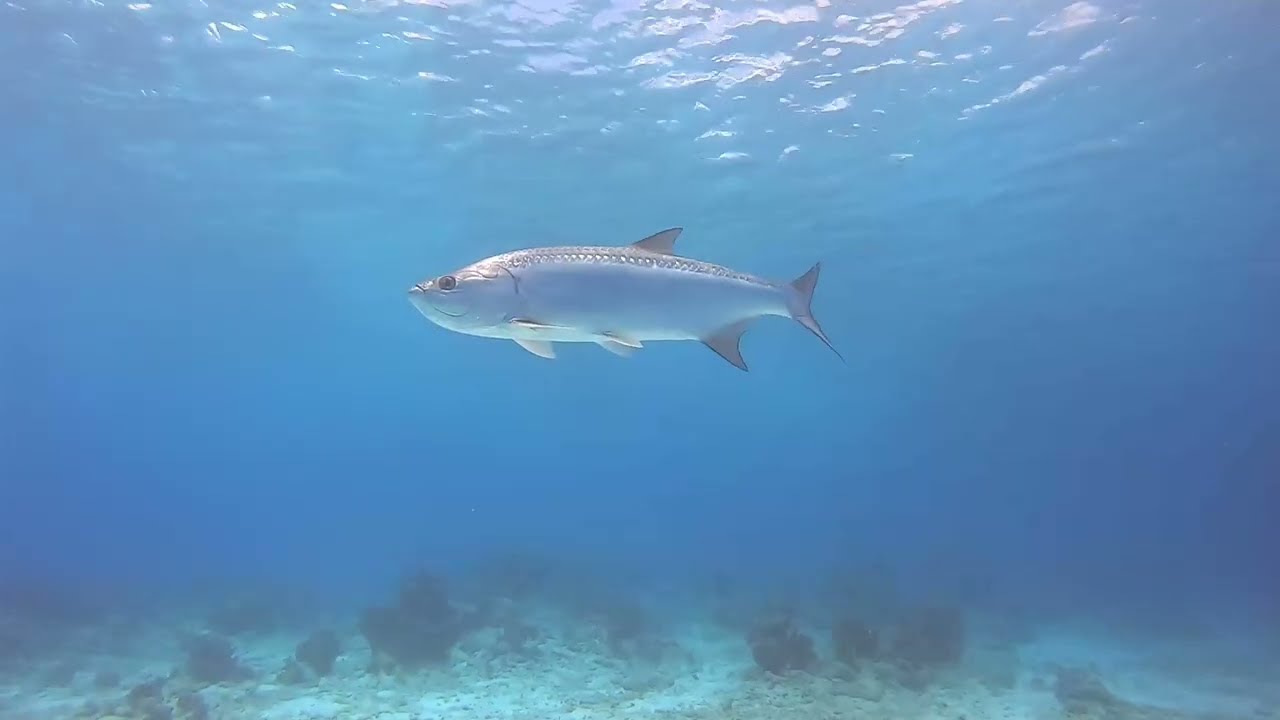 Bonaire 2025