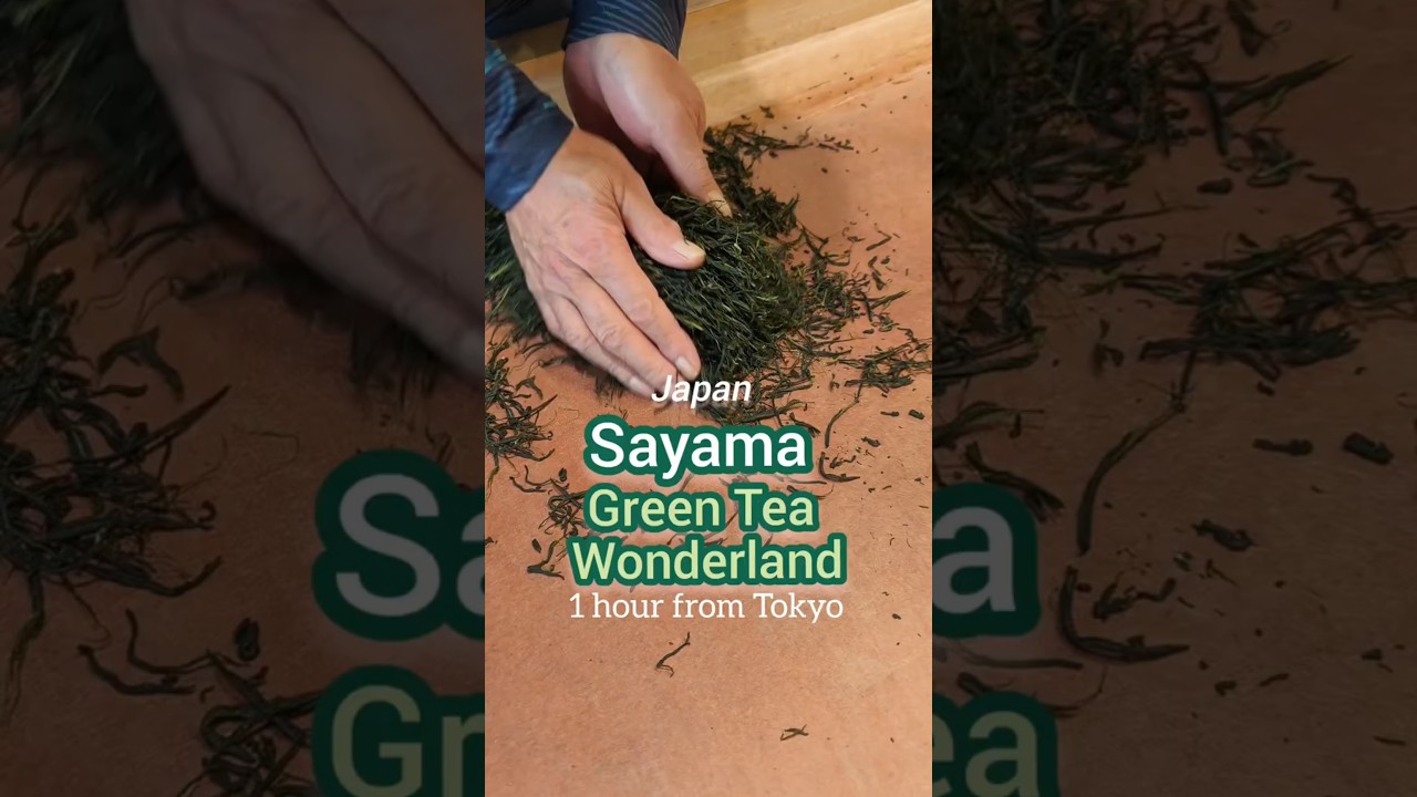 Japan Sayama Tea, Hand Rolling & Tasting #japanesetea #greentea #sayama