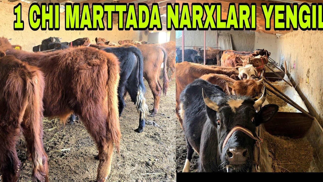 1 chi martta Ilg'or akada patsosdan tortib yemga tayyorigacha narxlariga baho bering 17 марта 2026 г