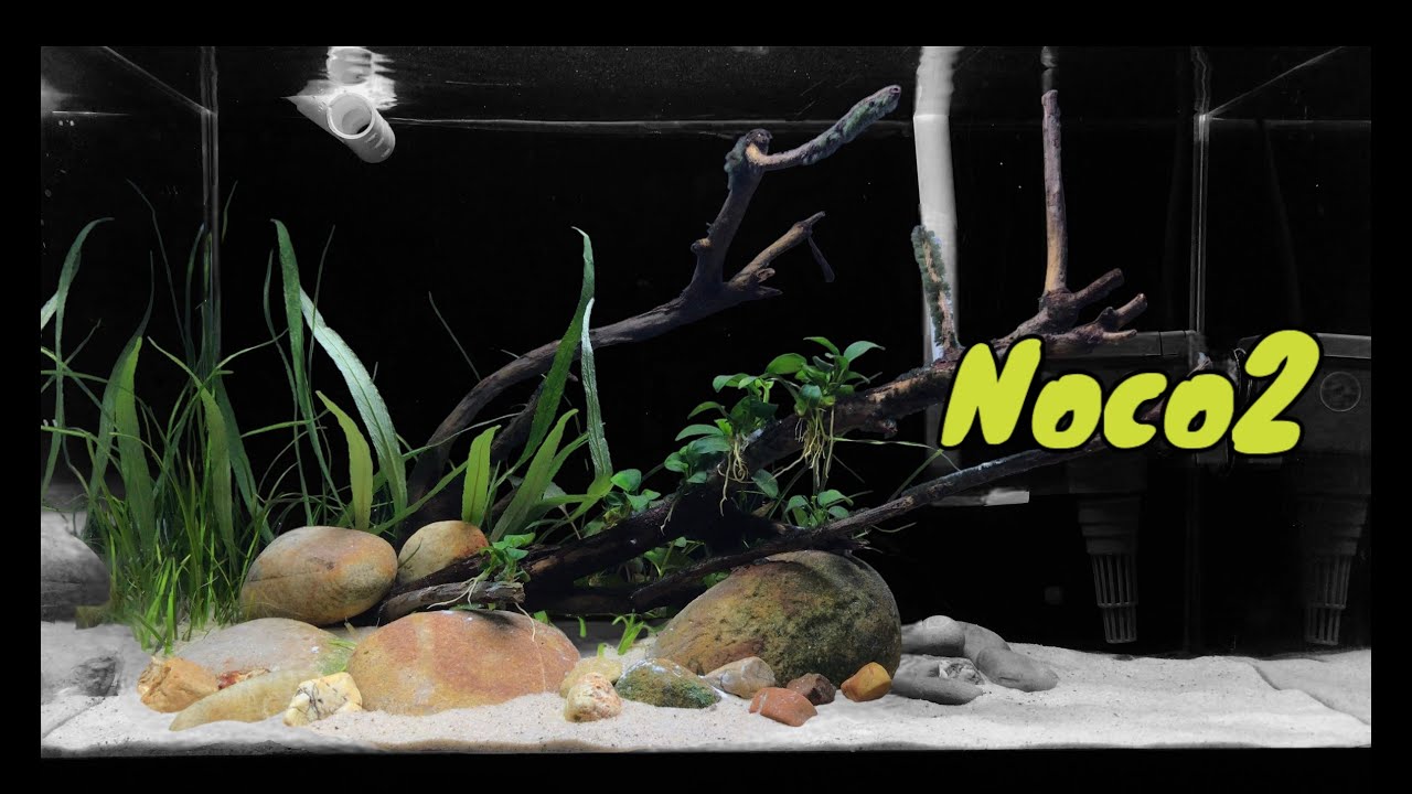 ตู้ไม้น้ำงบน้อยบ้านๆ EP.1 ( NO CO2 )  Aquaplants Low Tech #ตู้ไม้น้ำ #aquaplants