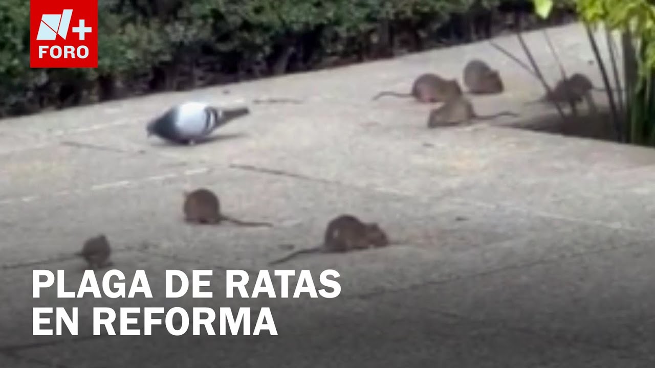 Decenas de ratas gigantes aparecen en jardineras de Paseo de la Reforma - Las Noticias